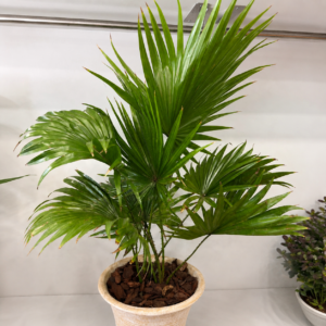 Livistona Primaveral