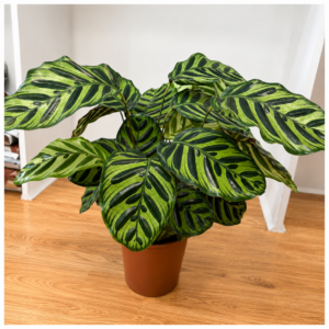Calathea Primaveral