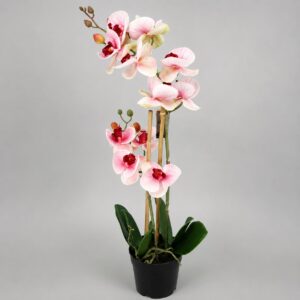 Orquídea Bella Rosa