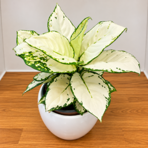 Aglaonema