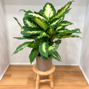 Dieffenbachia