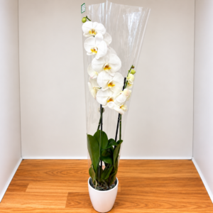 Orquídea Blanca Elegancia