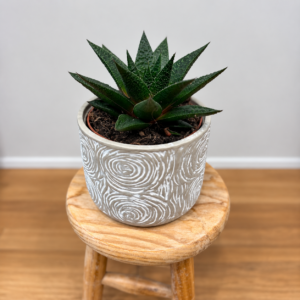 Gasteria