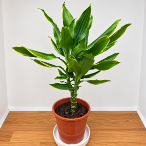 Dracaena