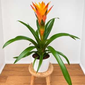 Guzmania Roja